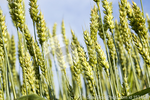 Image of wheat or rye