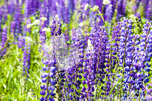 Image of flowering blue lupine