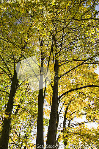 Image of foliage in autumn, bottom view