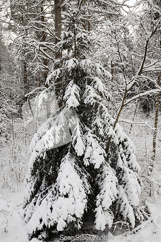 Image of pine trees in winter