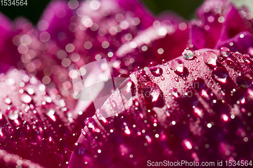 Image of the red petals of peony