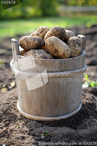 Image of Potatoes