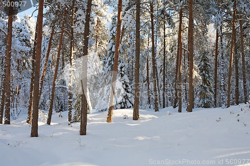 Image of Pine forest