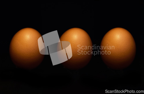 Image of Agriculture. fertility and eggs on a dark background in studio for farm sustainability or reproduction. Food, market and breakfast with fresh chicken produce for a grocery store on a black backdrop