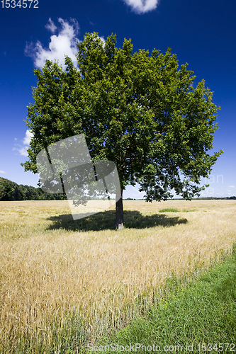 Image of lonely oak growing in a field