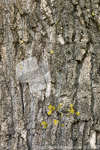 Image of uneven tree bark