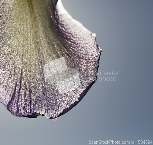 Image of the petals of the blue iris