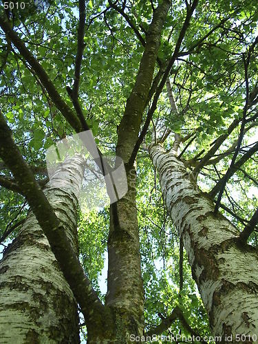 Image of Birch