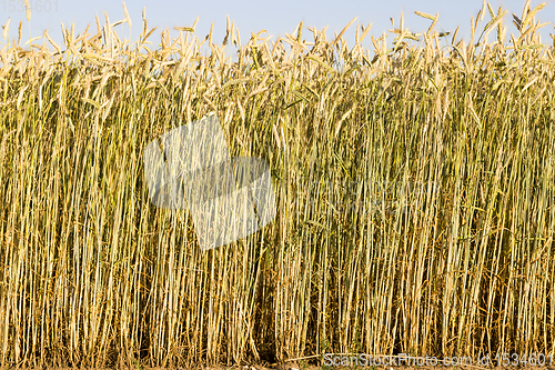 Image of European agricultural fields