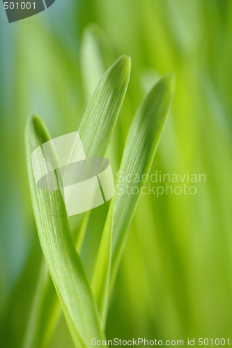 Image of Barley seedlings
