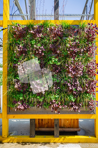 Image of Vertical green garden decoration on the wall. Vertical gardening. 