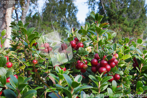 Image of Lingonberries