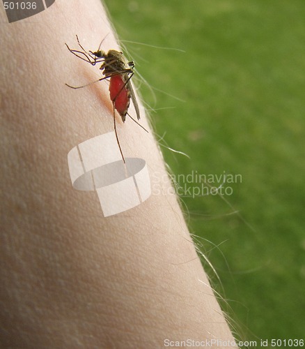 Image of mosquito sucking blood