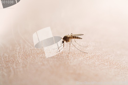 Image of mosquito