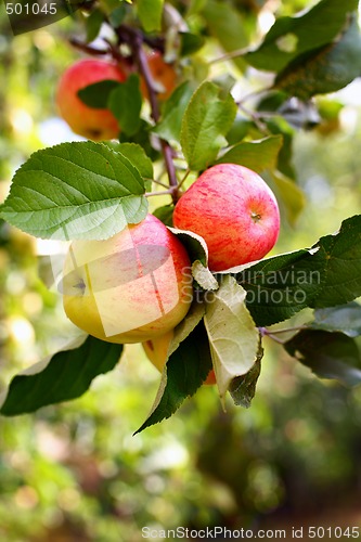 Image of Apples