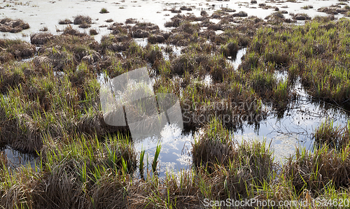 Image of grass growing