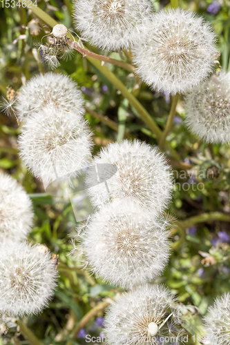 Image of beautiful balls of white dandelions