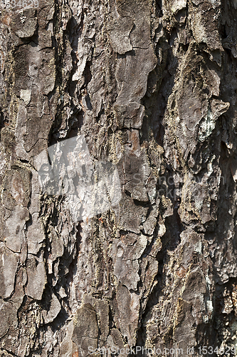 Image of uneven tree bark