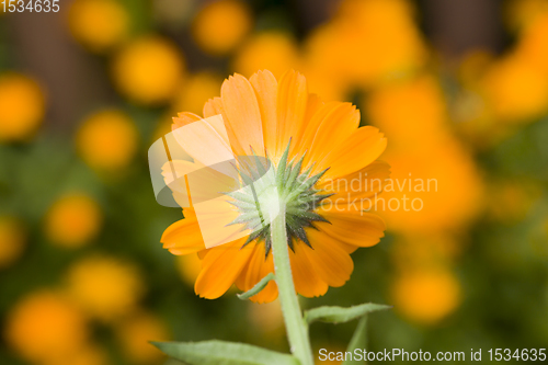 Image of orange calendula flowers