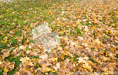 Image of leaf fall from trees