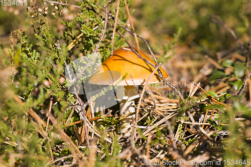 Image of poisonous mushrooms