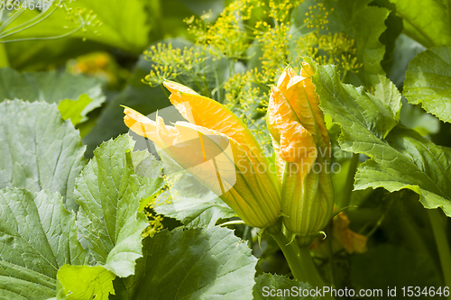 Image of beautiful yellow flower