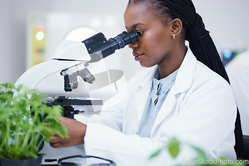 Image of Plant science, microscope and black woman in a laboratory with sustainability and botany research. Leaf growth, study and female scientist in a lab for agriculture development and scope testing