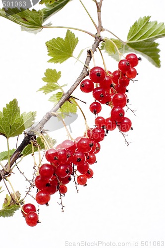 Image of Red Currant