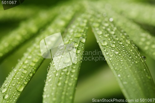 Image of Droplets on leafs