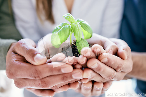 Image of Hands, spring and plant with a business team holding a pile of soil for agriculture, sustainability or development. Earth day, growth and nurture with a group of people carrying dirt in the office