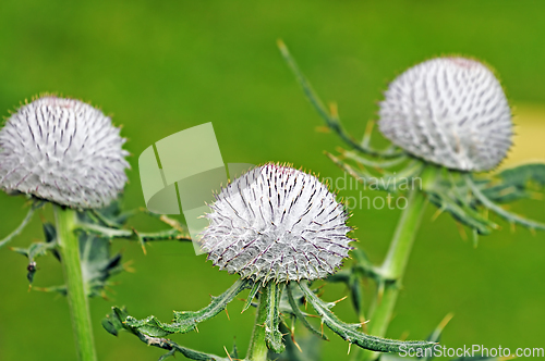 Image of Thistle flowers on green background