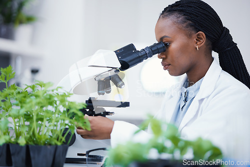 Image of Plant research, microscope and black woman in a laboratory with sustainability analytics research. Leaf growth, study and female scientist in a lab for agriculture development and scope testing
