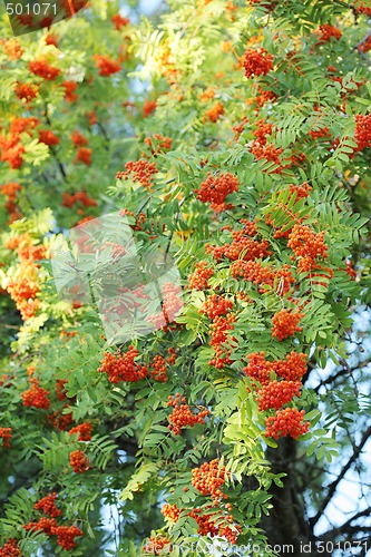 Image of Rowan Berries