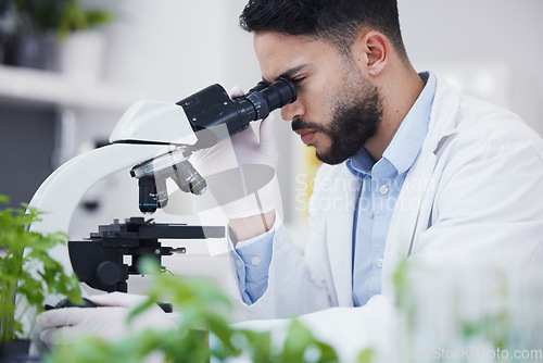 Image of Plant science, microscope and man in a laboratory with sustainability, ecology and botany research. Leaf growth, study and male scientist in a lab for agriculture development and scope testing