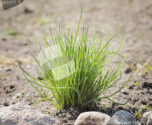 Image of Chives