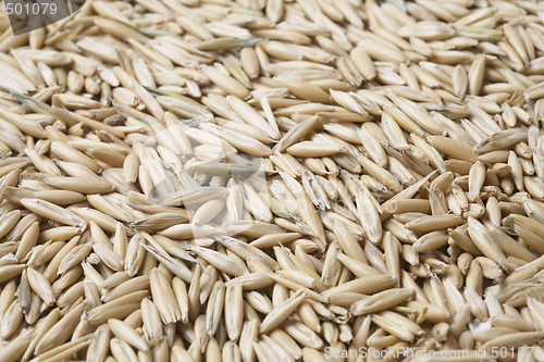 Image of Oat