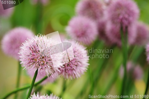 Image of Chives