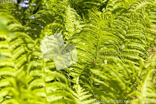 Image of green fern, sunlight