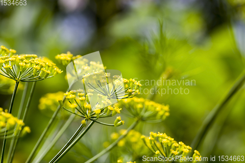 Image of flowering fennel