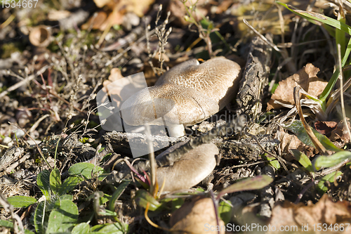 Image of mushroom forest