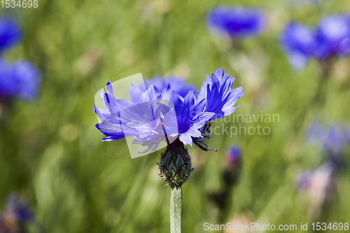 Image of beautiful flower, cornflower