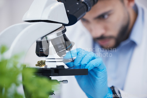 Image of Plant particles, microscope science and man in laboratory with sustainability ecology and botany research. Leaf growth, study and male scientist in a lab for agriculture development and scope testing