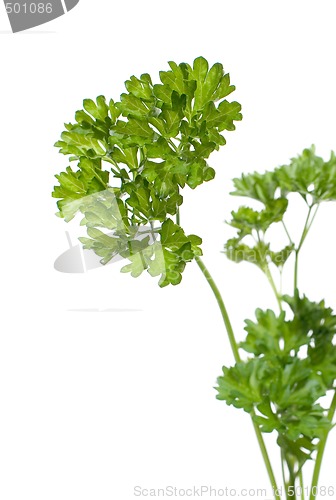 Image of Parsley (Petroselinum crispum)