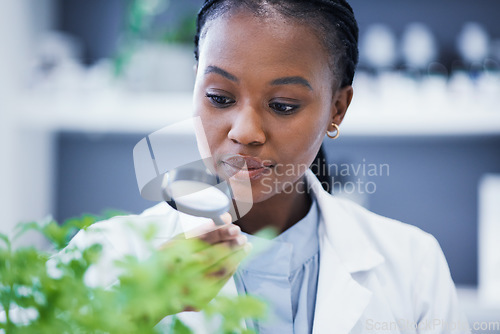 Image of Research, plant and scientist looking at magnifier doing analysis nature for sustainability or sustainable science. Career, professional and black woman or ecology expert in a lab or laboratory
