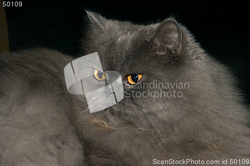 Image of cat persian 04
