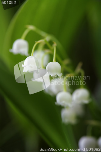 Image of Lily of the Valley