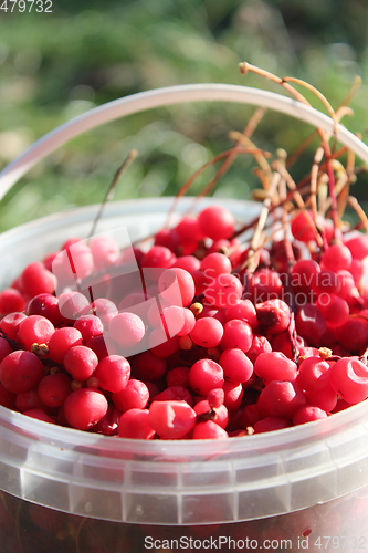 Image of red ripe schisandra in the bucket