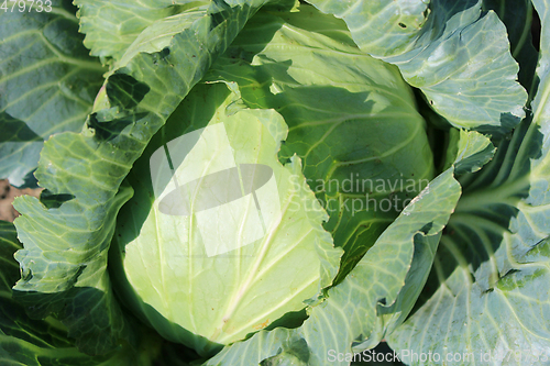 Image of Big head of green cabbage