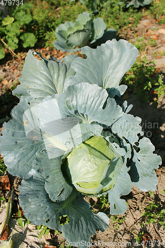 Image of head of green cabbage