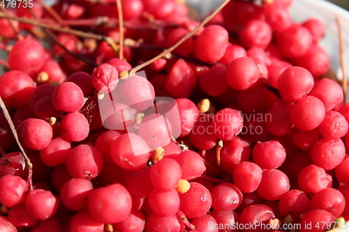 Image of harvest of red schizandra